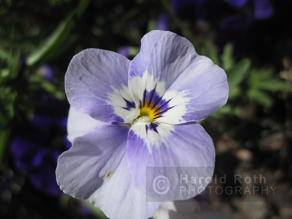 flower29_hr