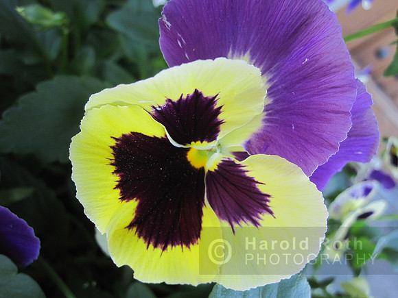 flower30_hr
