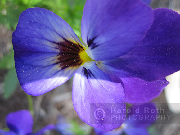 flower31_hr