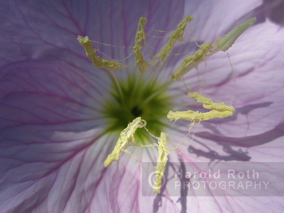 flower32_hr