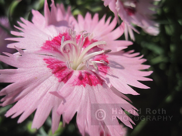 flower33_hr