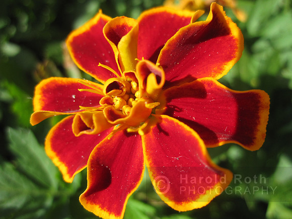 flower34_hr
