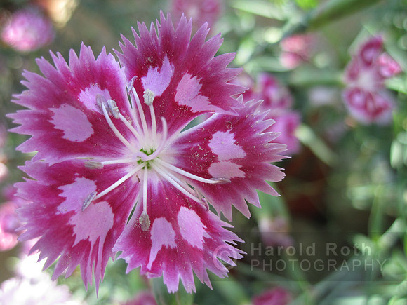 flower35_hr