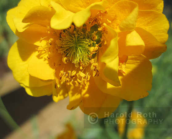 flower36_hr