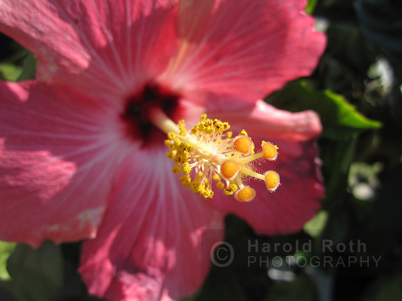 flower37_hr