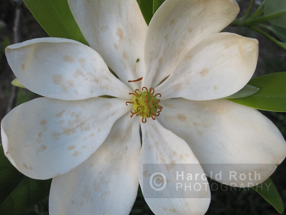 flower39_hr