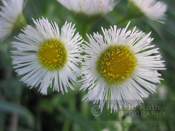 flower41_hr