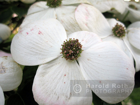 flower42_hr