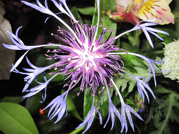 flower40_hr