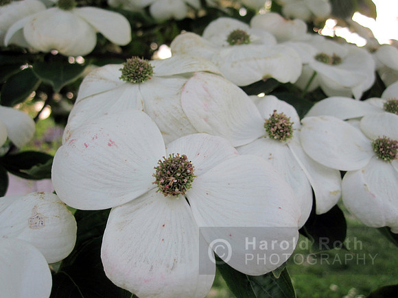 flower43_hr