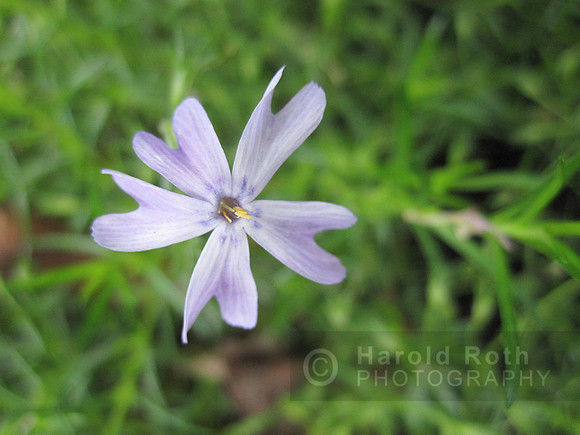 flower44_hr
