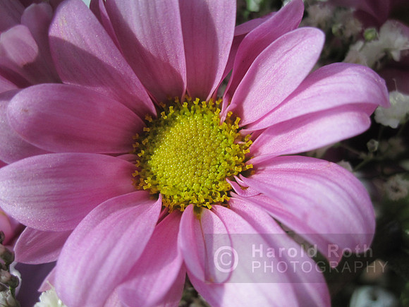 flower45_hr