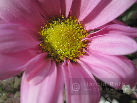 flower46_hr