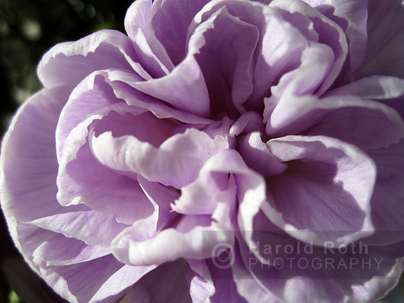 flower47_hr