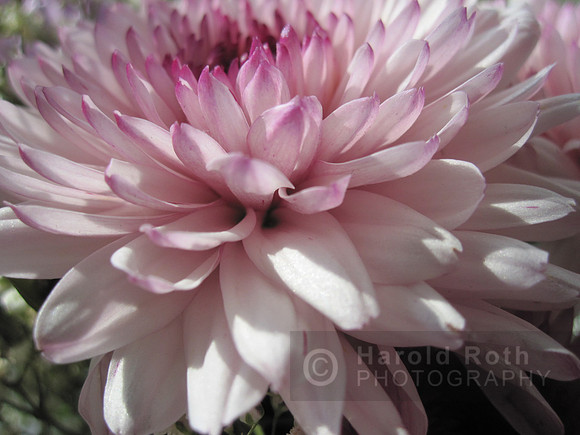 flower48_hr