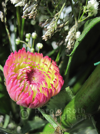 flower49_hr