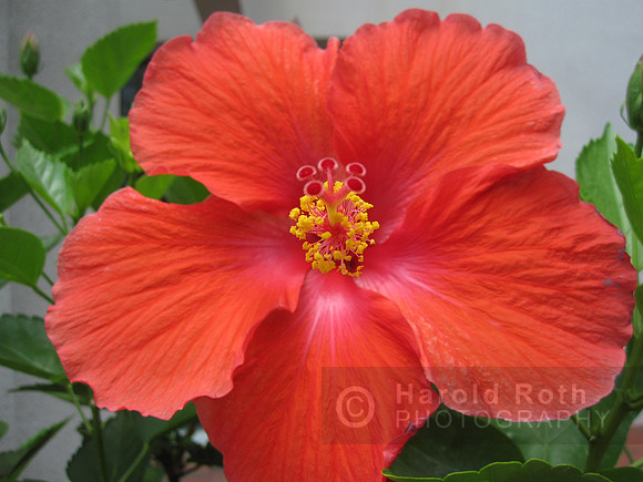flower50_hr