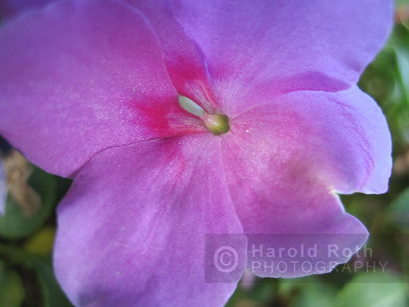flower51_hr