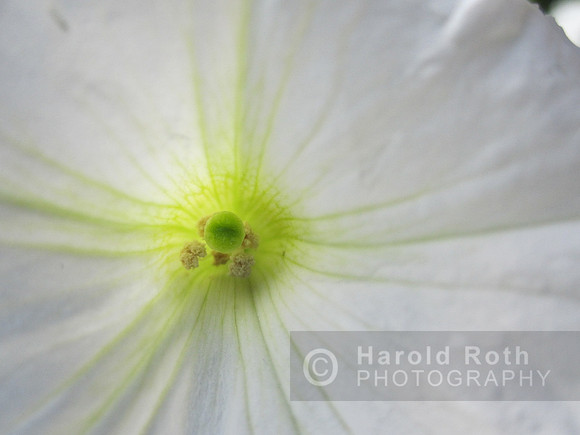 flower52_hr