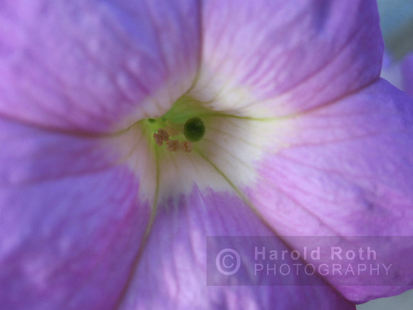flower54_hr copy