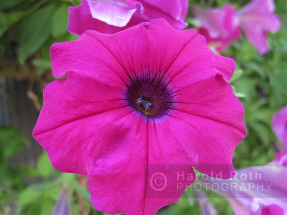 flower55_hr