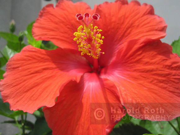 flower57_hr