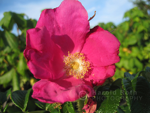 flower58_hr