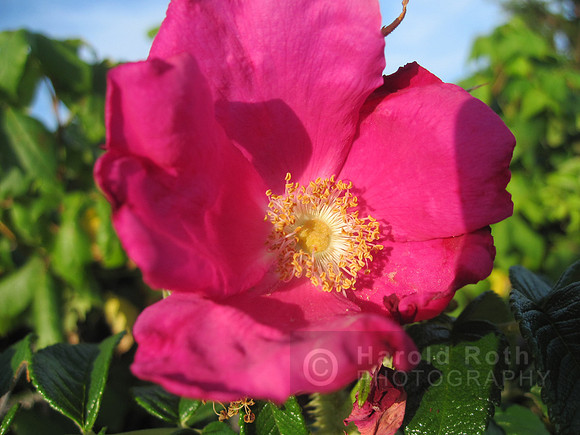 flower59_hr