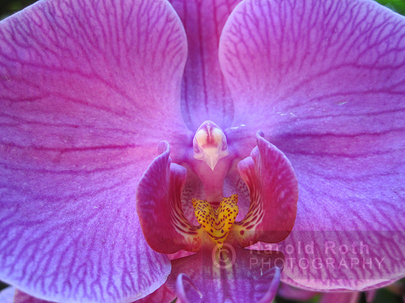 flower60_hr