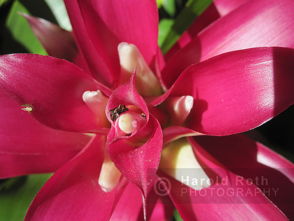 flower61_hr