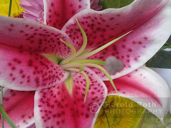 flower64_hr