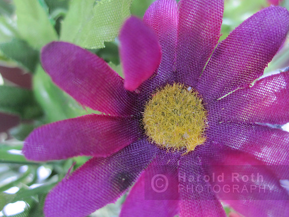 flower63_hr