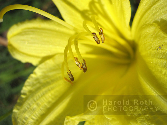 flower67_hr