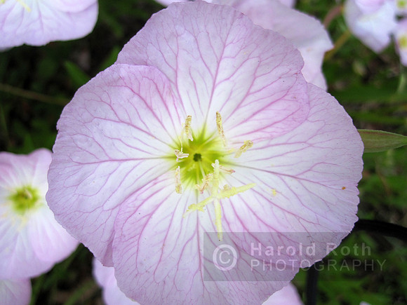 flower70_hr