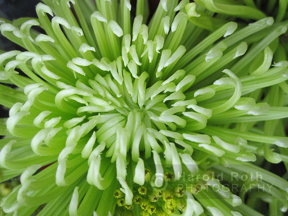 flower71_hr