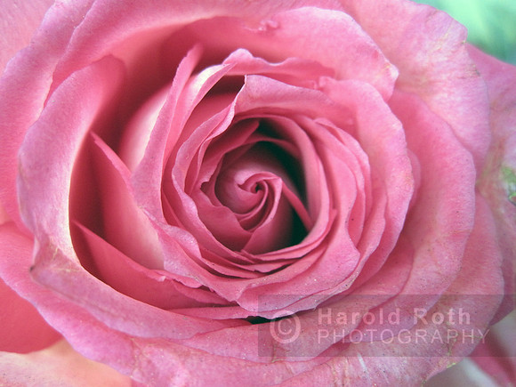 flower68_hr