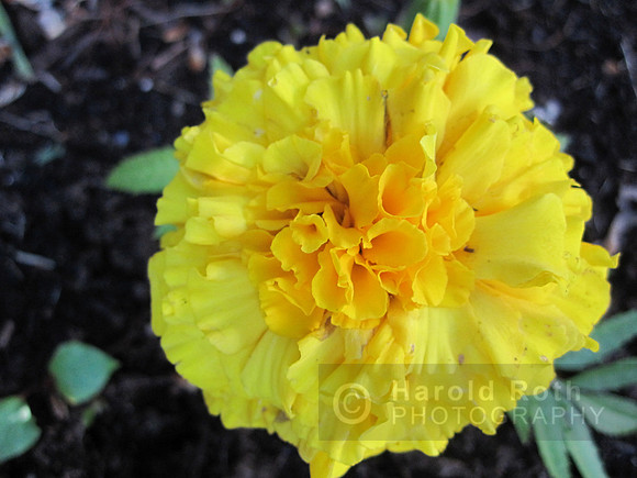 flower72_hr