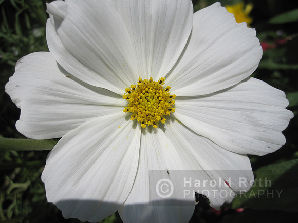 flower73_hr