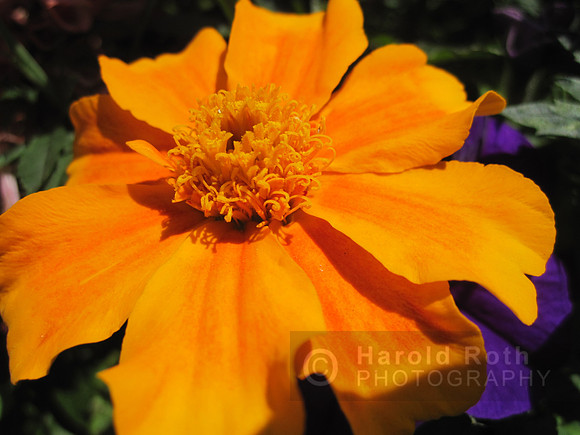 flower74_hr