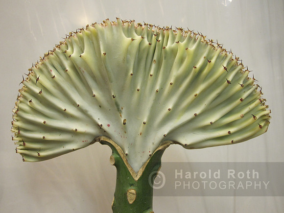 flower76_hr