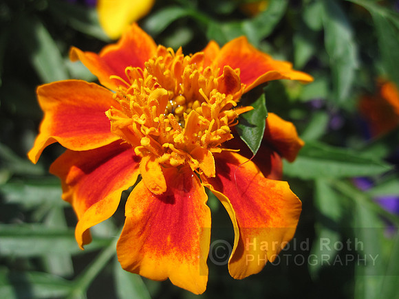 flower75_hr