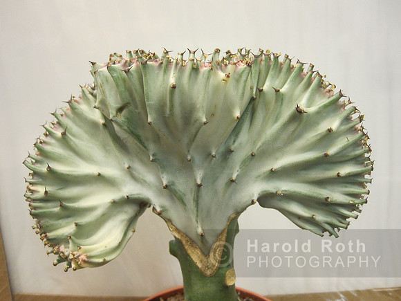 flower77_hr