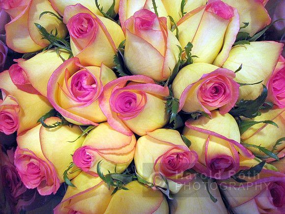 flower78_hr