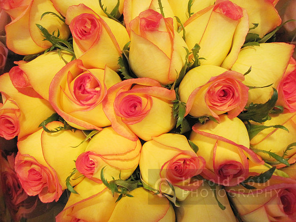 flower79_hr