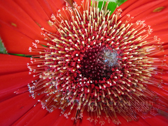 flower82_hr