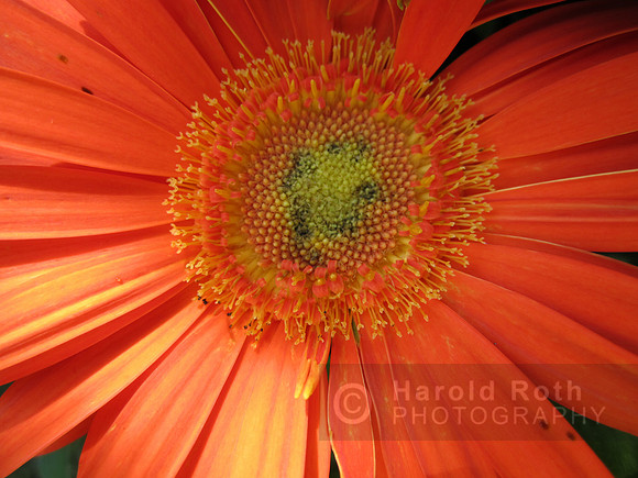 flower83_hr