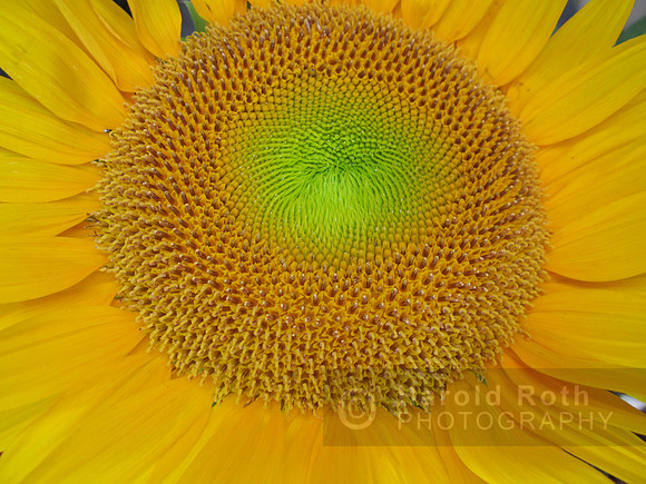 flower86_hr