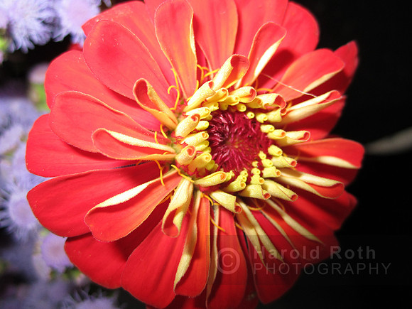 flower85_hr