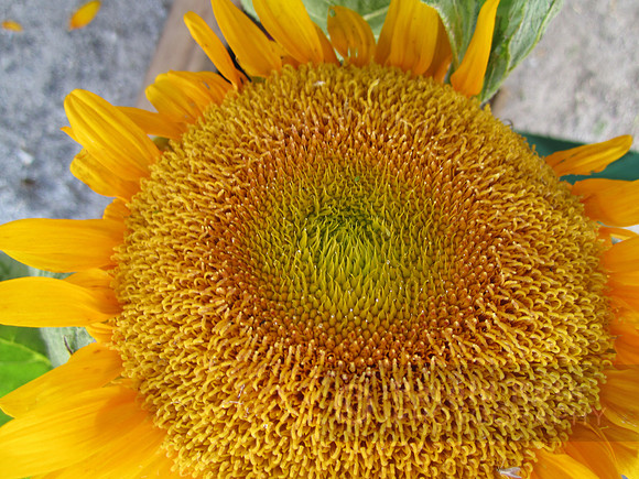 flower87_hr
