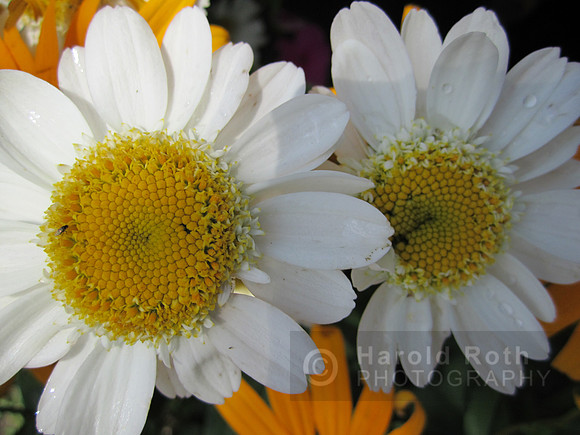 flower88_hr